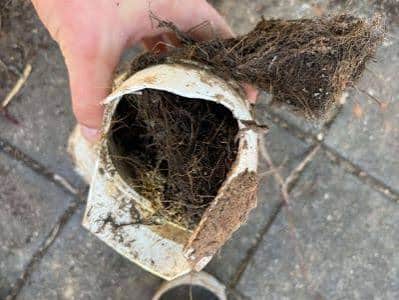 How Tree Roots Damage Pipes in NZ Gardens